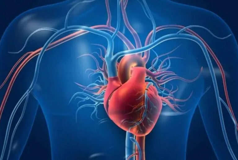 heart-768x516